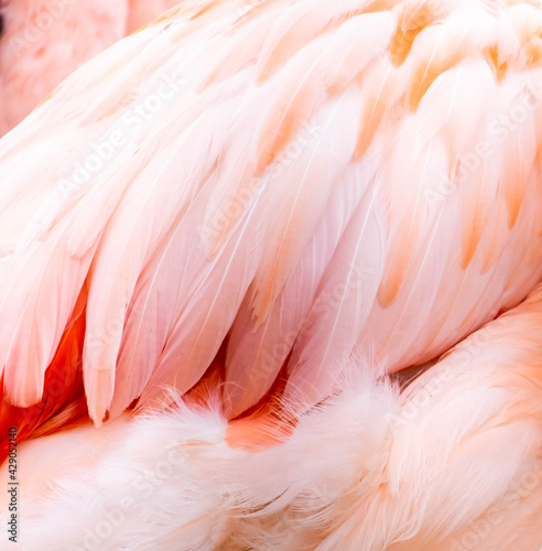Close up of flamigo feathers