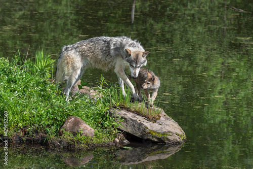 Grey Wolf (Canis lupus) Adult and Pup On Rock at Waters Edge Summer