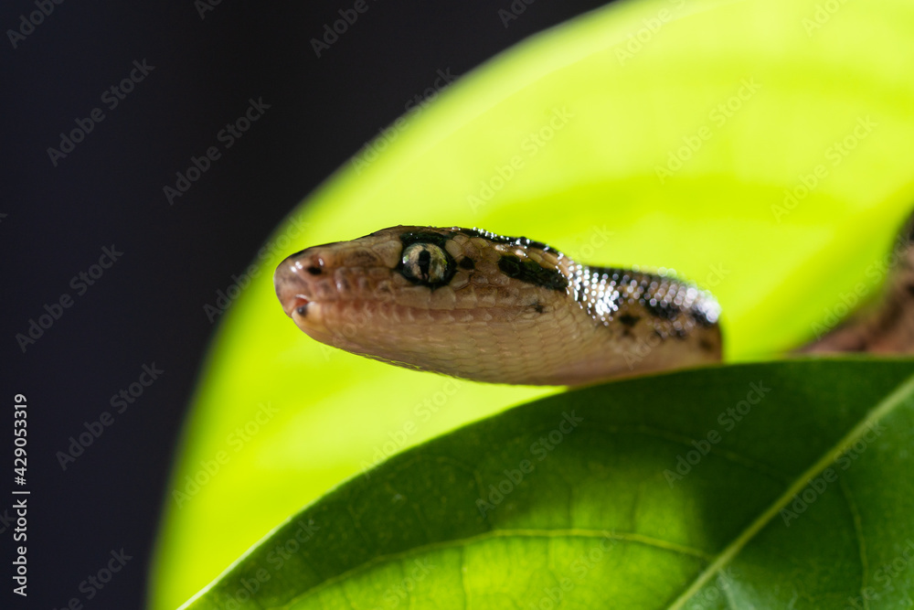 A small boa constrictor crawls among the green leaves. A dangerous snake on the hunt. Close-up, black and green background, blurred background. A small boa constrictor crawls among the green leaves. A dangerous snake on the hunt. Close-up, black and green background, blurred background.