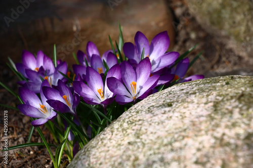 Spring sunny day. Between stones the group of beautiful violet crocuses grows and blossoms. © imamchits