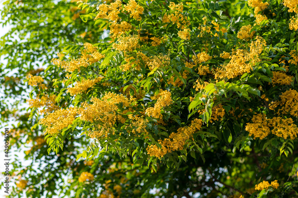 Fototapeta premium Padauk flower blooming on the tree