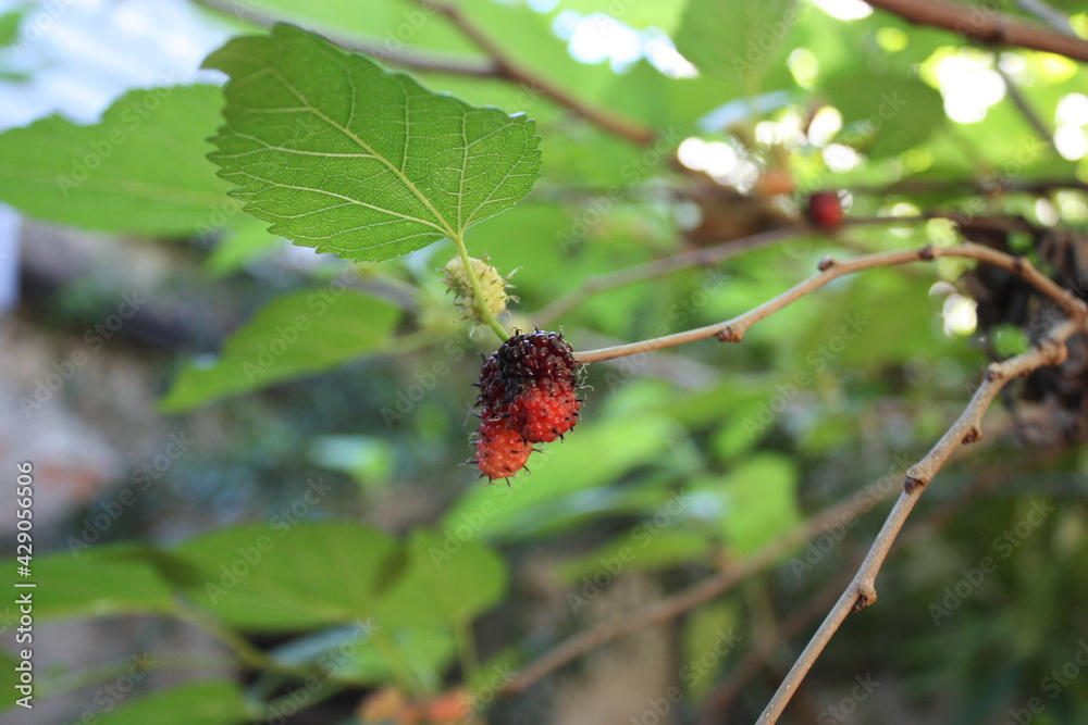 Blackberries on the branch. Blackberries on the branch.