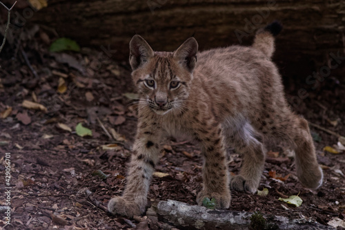 Lynx boréal photo