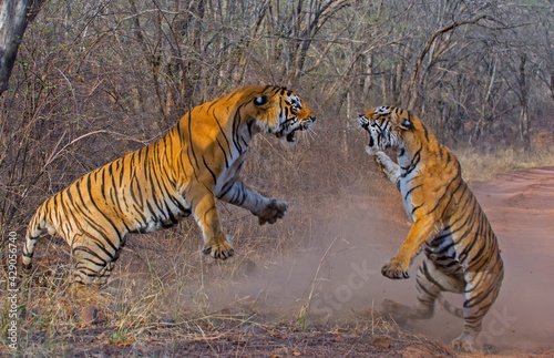 Fototapeta Bengal tiger fighting for territory at ranthambhore national park India