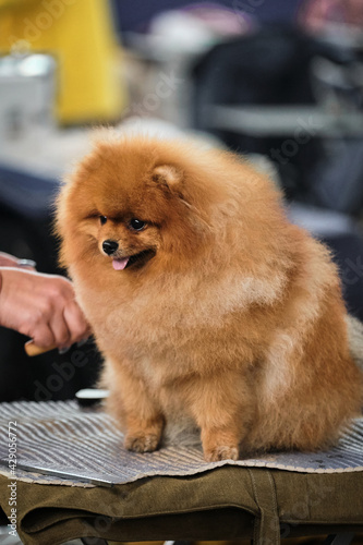 Portrait of a thoroughbred dog from a dog show close-up. A red Pomeranian sits on a grooming table and gets high with joy from combing its fluffy fur.