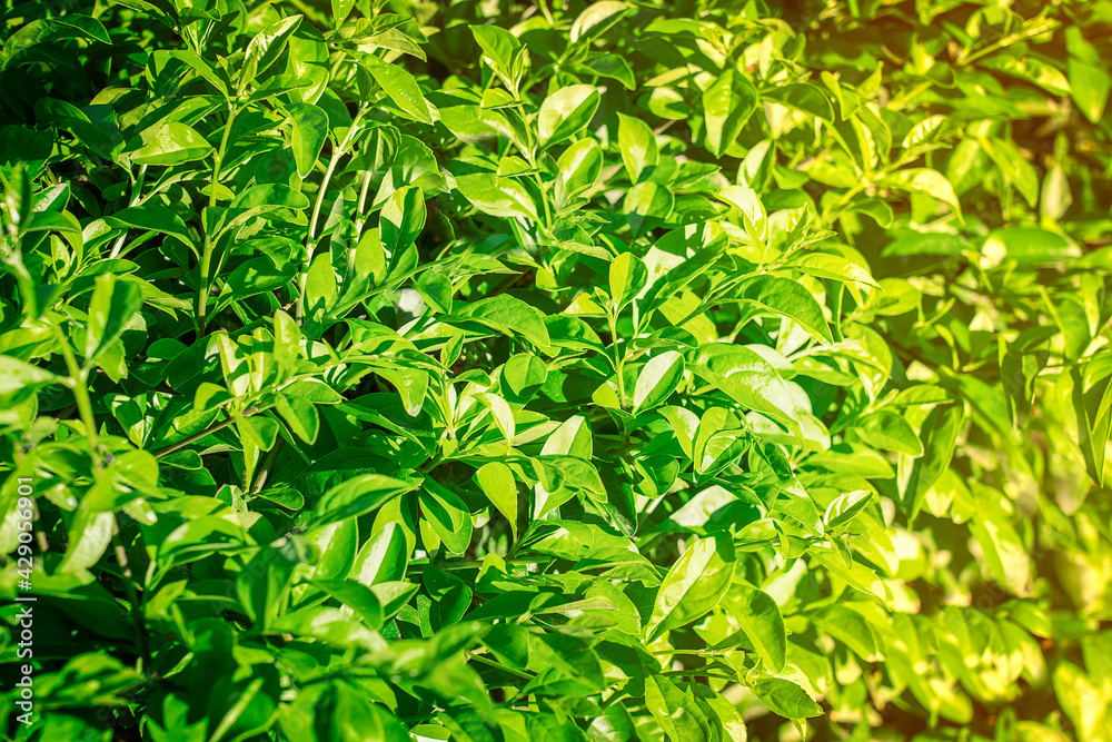Background or backdrop made of green juicy leaves of trees or bushes at sunny day lit with warm yellow sunlight at summer. Environmental protection ecology concept. Horizontal orientation image Background or backdrop made of green juicy leaves of trees or bushes at sunny day lit with warm yellow sunlight at summer. Environmental protection ecology concept. Horizontal orientation image