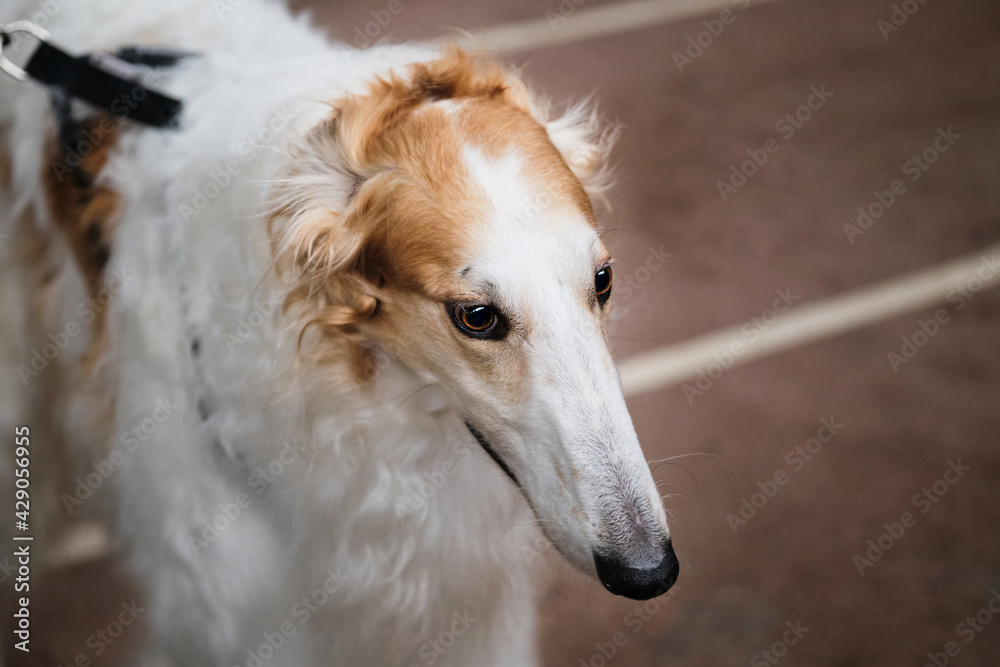 Portrait of a thoroughbred dog from a dog show close-up. Large portrait of a Russian greyhound of light white and red color. Portrait of a thoroughbred dog from a dog show close-up. Large portrait of a Russian greyhound of light white and red color.