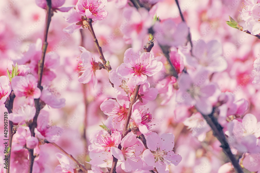 Beautiful Pink Peach Blossoms in a Garden Beautiful Pink Peach Blossoms in a Garden