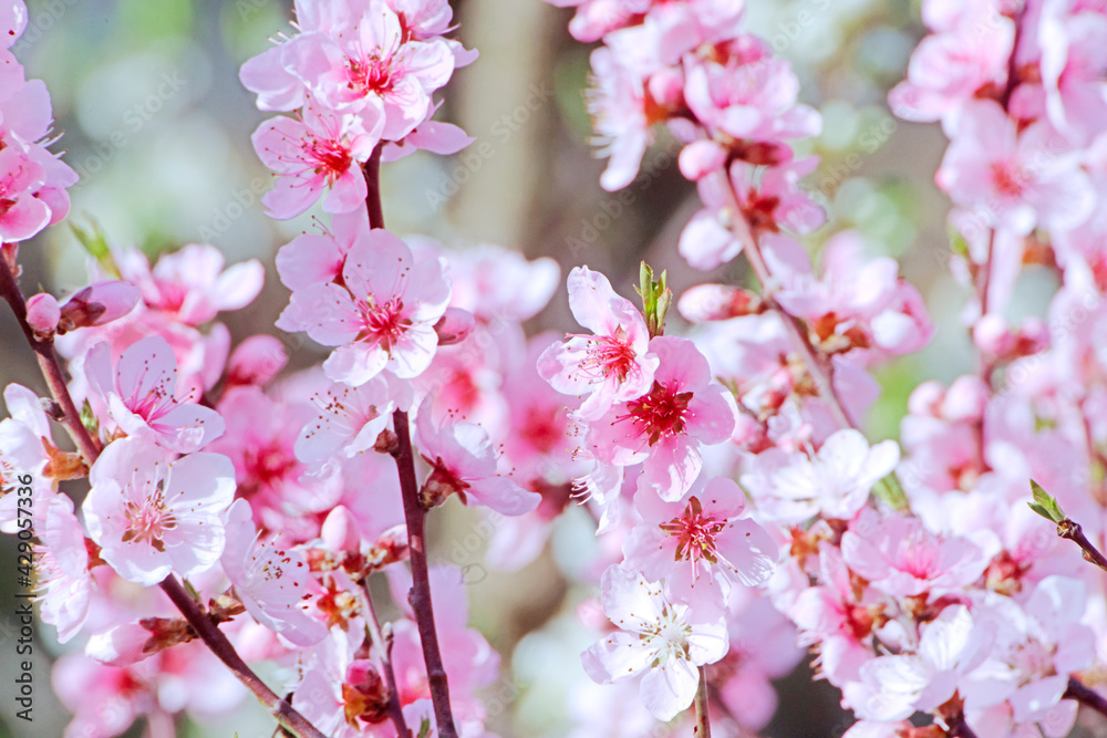 Beautiful Pink Peach Blossoms in a Garden