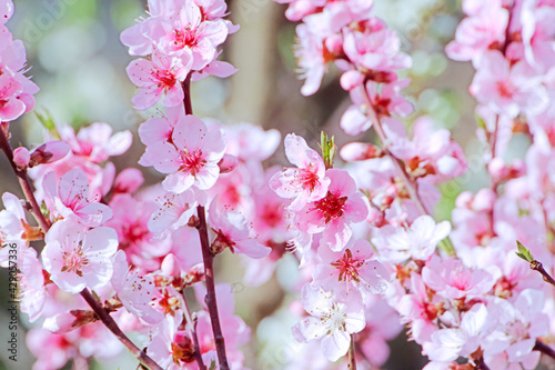 Beautiful Pink Peach Blossoms in a Garden