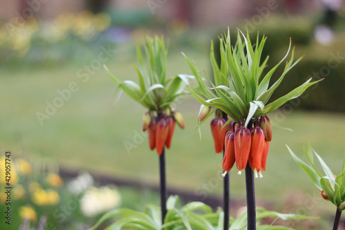 Orange fritillary flowers in full bloom in spring with copy space