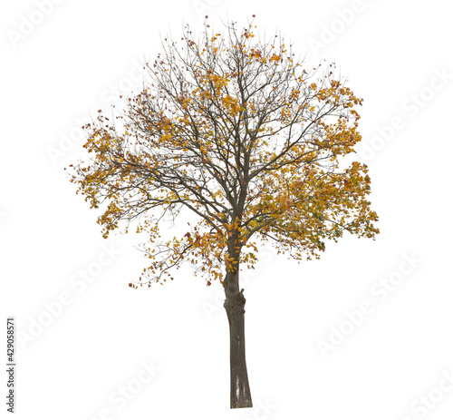 Deciduous tree with yellow leaves during autumn. Isolated tree on white background