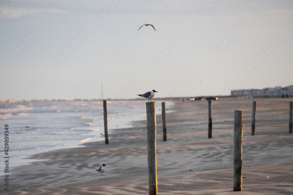 Seagull sitting on pier pole