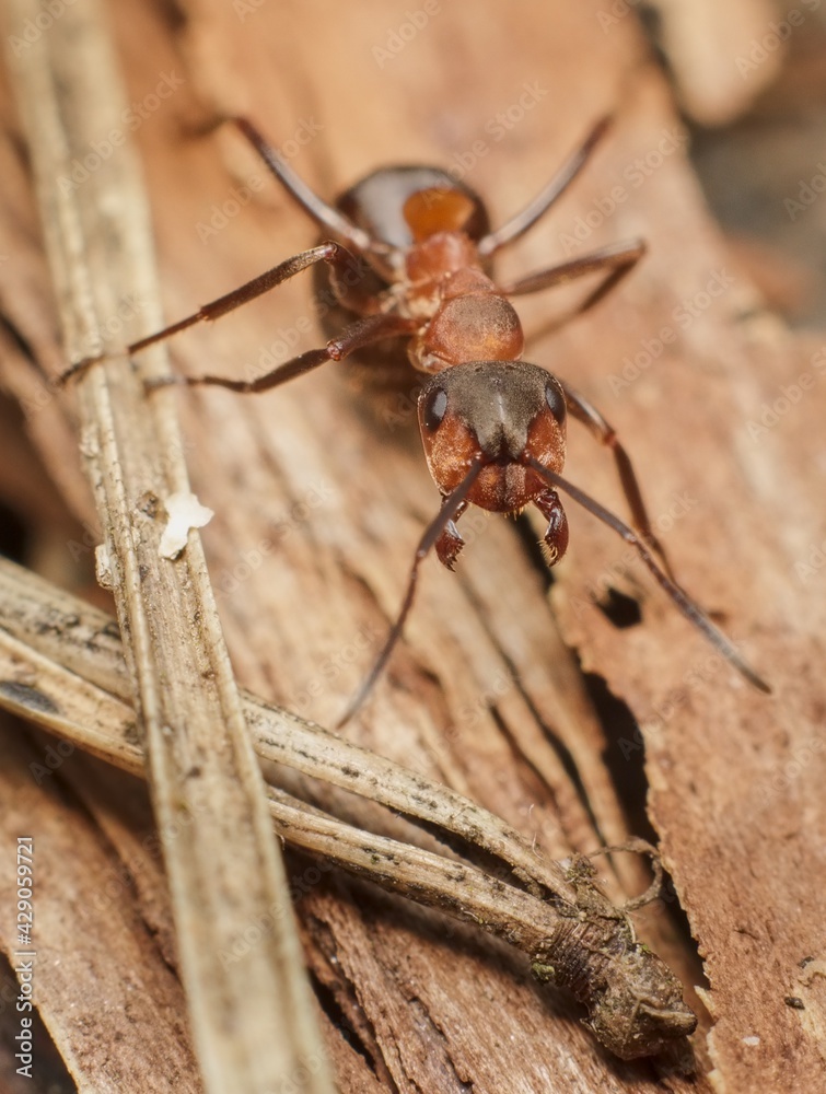ant Formica sanguinea blood-red ant