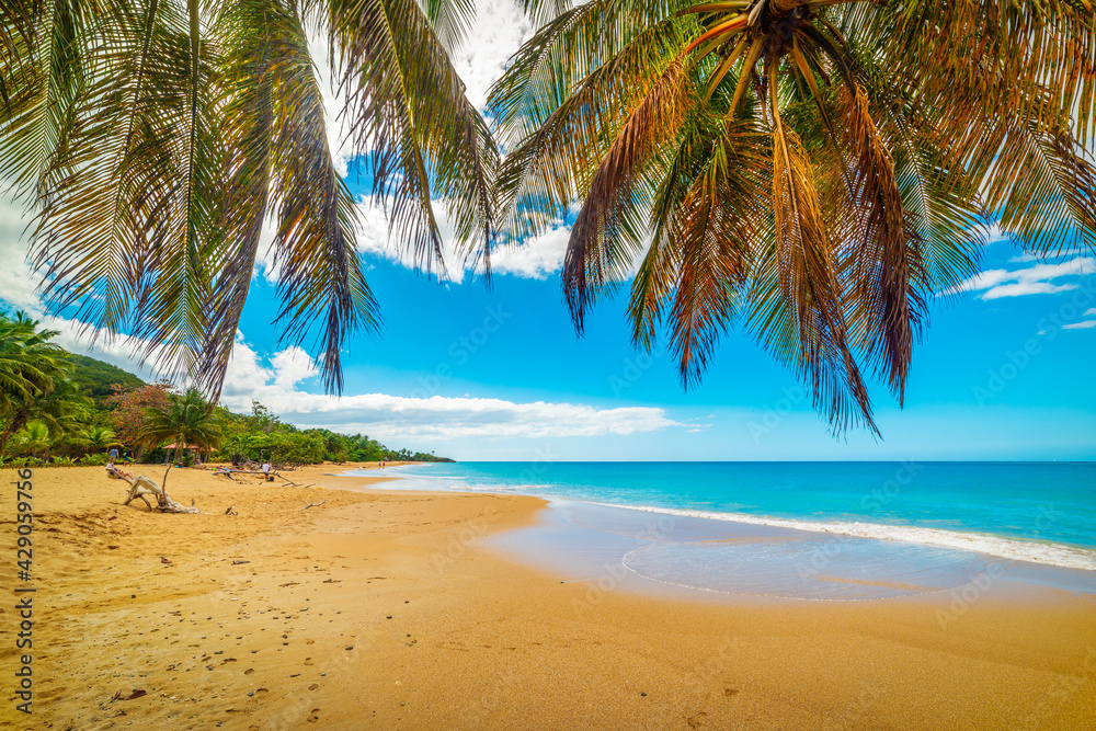 Palm trees over La Perle beach golden shore