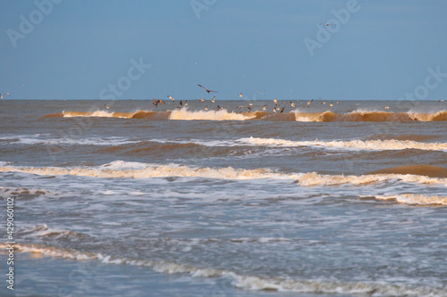 Pelicans and seagulls flying over the ocean