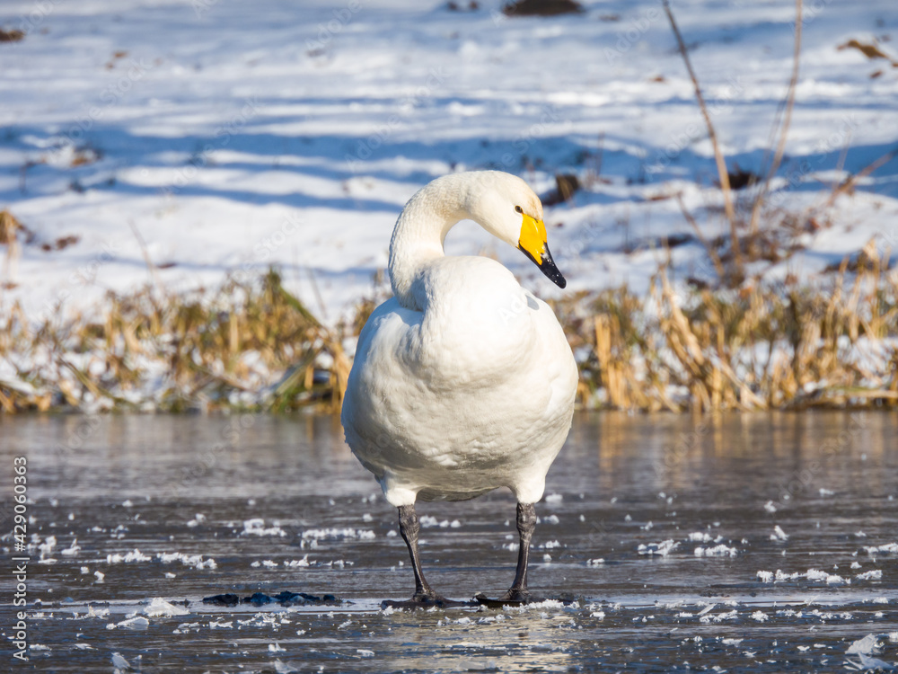Obraz premium whooper swan