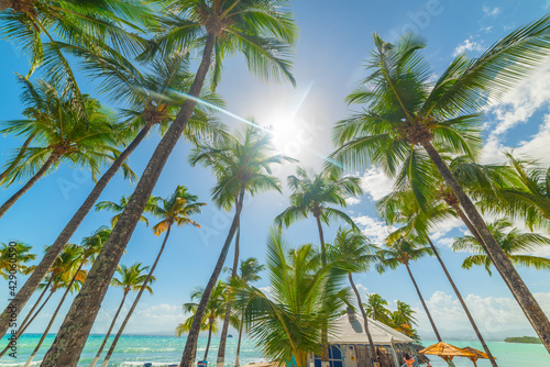 Tall palm trees under a shining sun in Bas du Fort shore