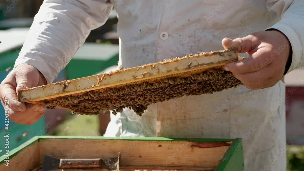 Close-up of wax frames with bees and honey. The beekeeper works in his business. a healthy product. Smoke create smoke to calm the colony of bees. the beekeeper controls the work of bees. bee app. Close-up of wax frames with bees and honey. The beekeeper works in his business. a healthy product. Smoke create smoke to calm the colony of bees. the beekeeper controls the work of bees. bee app.