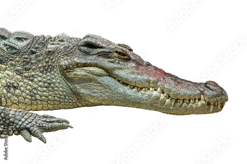 Close-up of a crocodile head isolated on a white background