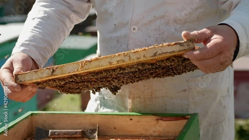 Close-up of wax frames with bees and honey. The beekeeper works in his business. a healthy product. Smoke create smoke to calm the colony of bees. the beekeeper controls the work of bees. bee app. 
