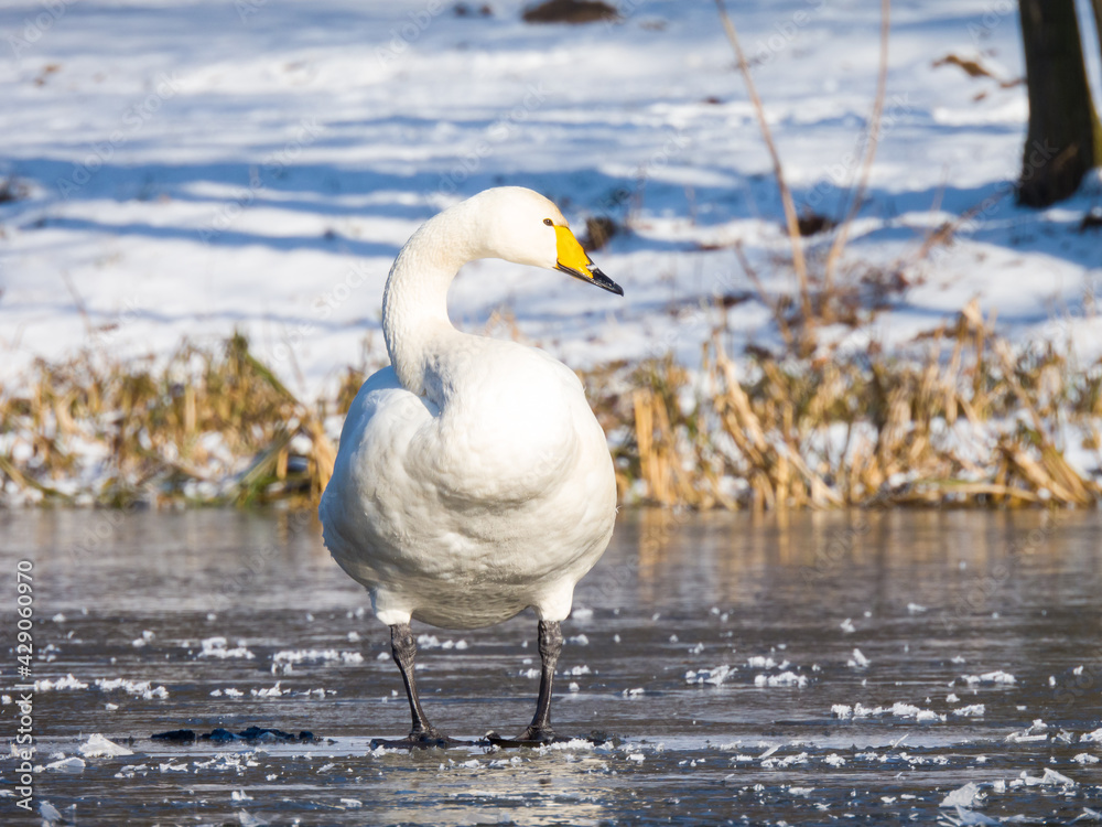 Obraz premium whooper swan