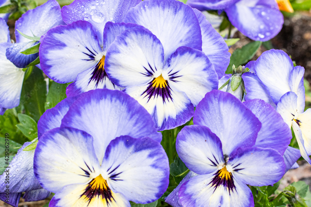 Viola Cornuta flower in spring white, blue violet, orange and yellow with sunrise drops