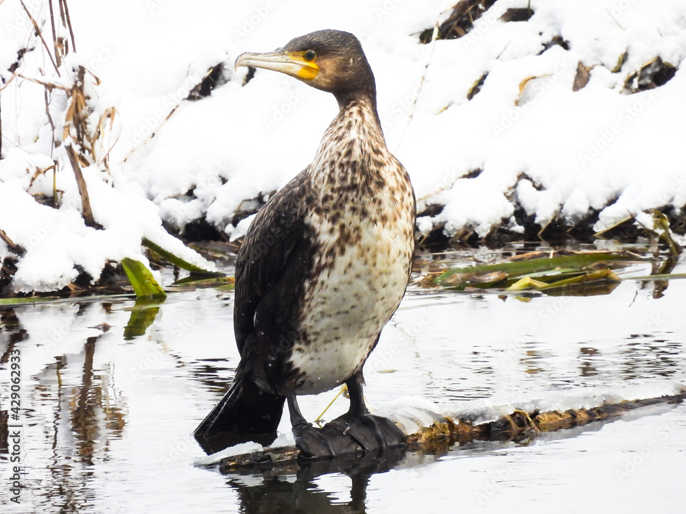 Fototapeta premium cormorant