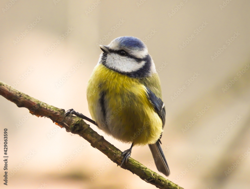 blue tit