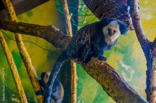 Geoffroy's Marmoset (Callithrix geoffroyi) photo