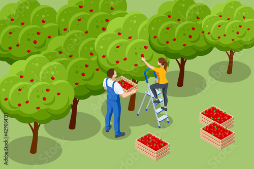 Isometric apple orchard, ripe fruits hanging on branch. Assembling the harvest of apples. Orange products. Organic Fresh Products, Premium Quality