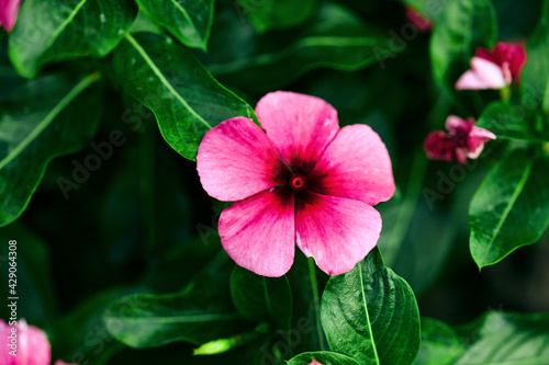Fototapeta Naklejka Na Ścianę i Meble -  bright colorful exotic natural background. beautiful pink flowers in the lush greenery of the bushes. selective focus, moody floral