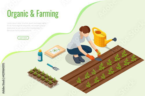 Isometric seedling transplanting process. Young vegetable seedlings of transplanting into peat pots using garden tools. Woman transplant seedlings. Seedlings in biodegradable pots.