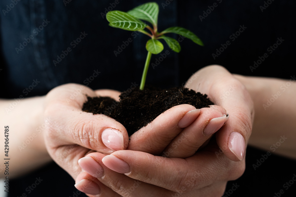 environment Earth Day In the hands of trees growing seedlings. Female hand holding tree sprout environment Earth Day In the hands of trees growing seedlings. Female hand holding tree sprout