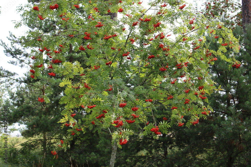 Small Rowan tree with many clusters of ripe red fruits on the branches Small Rowan tree with many clusters of ripe red fruits on the branches
