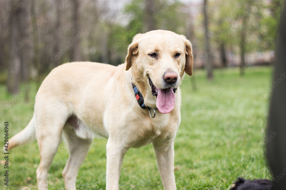 Smiling labrador dog playing in the public park Smiling labrador dog playing in the public park