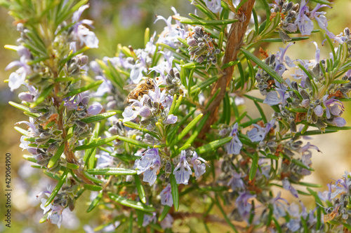 Carniolan honey bee pollinating and gathering nectar and pollen on the rosemary flowers in a private urban garden on a spring day in Italy
