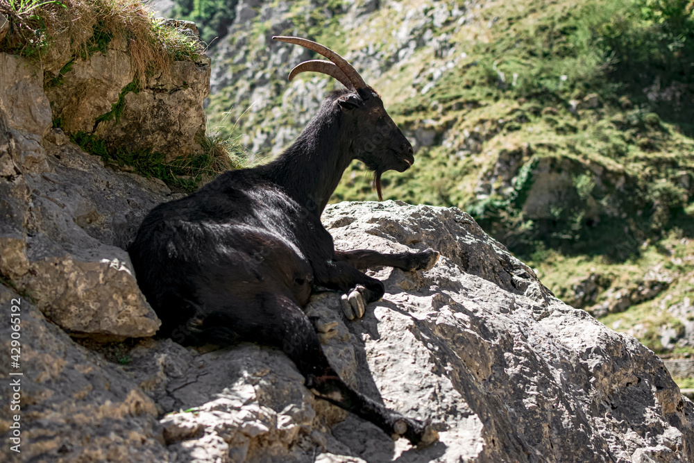Naklejka premium A mountain goat relaxing and sunbathing among the mountain rocks. Photograph taken in the Picos de Europa, Asturias, Spain. 