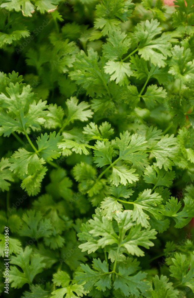 Organic coriander plants with irrigation in Lagoa Seca, Paraiba, Brazil on March 24, 2004. Organic coriander plants with irrigation in Lagoa Seca, Paraiba, Brazil on March 24, 2004.