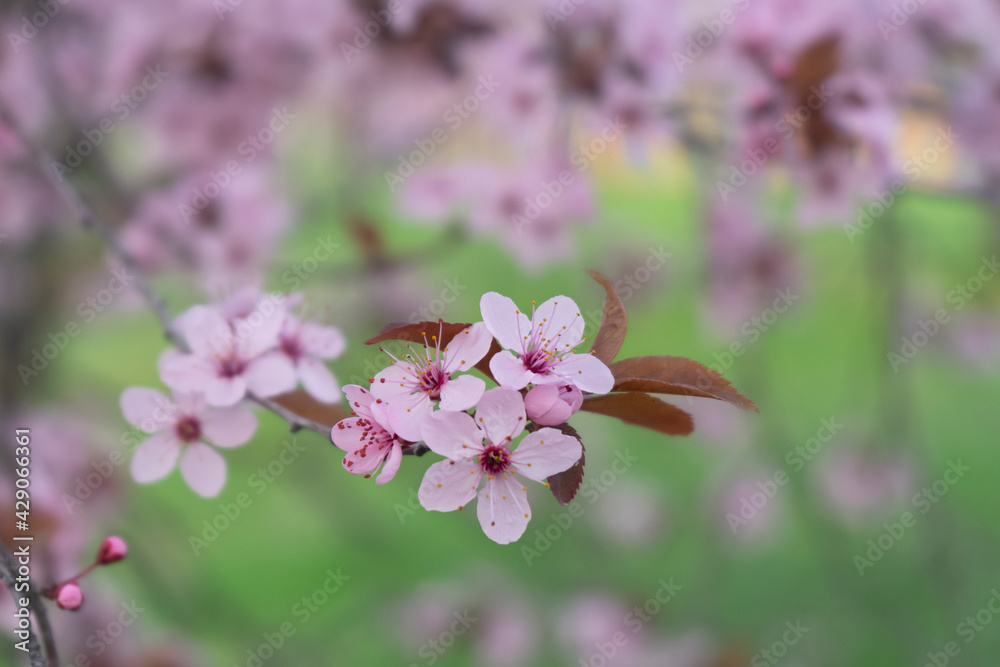 Wild Cherry Blossoms in spring season, Prunus cerasoides, Pink Flower For the background, Wild Cherry Blossoms in spring season, Prunus cerasoides, Pink Flower For the background,