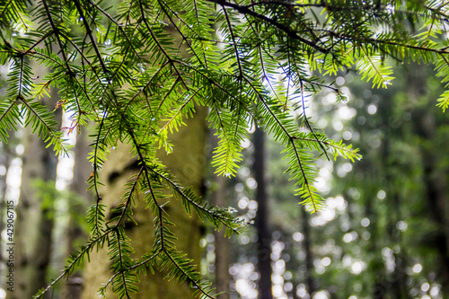 close-up branch of European silver fir (Abies alba)