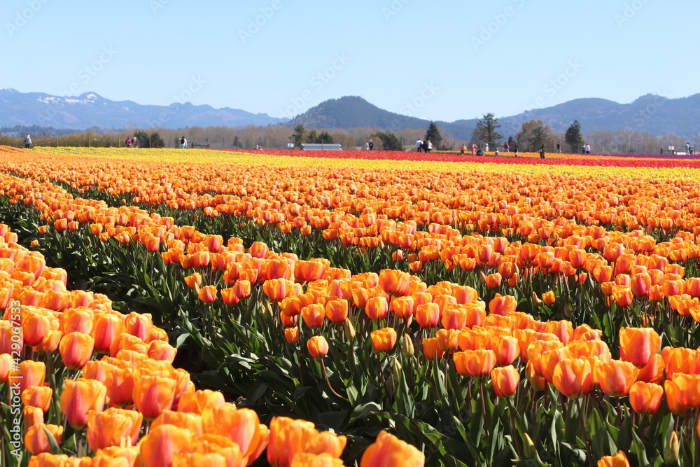tourists visiting a tulip field