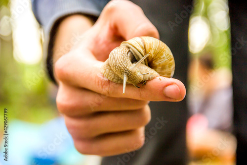 close-up of a big garden snail (Helix pomatia) crowling on hand