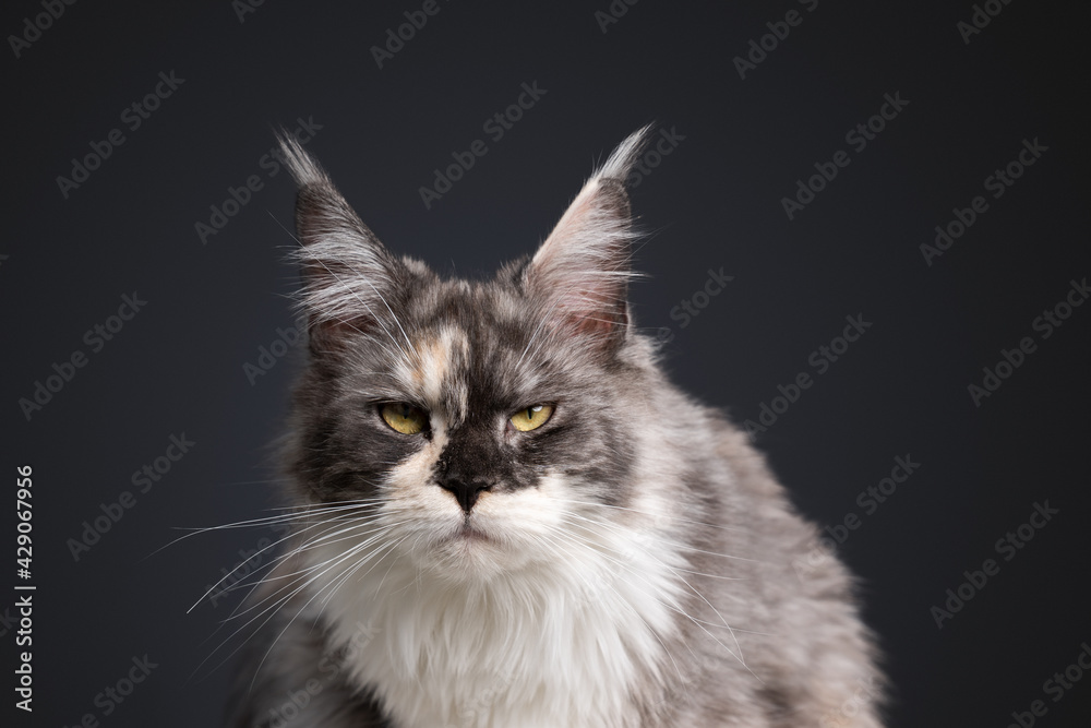 studio portrait of a beautiful tortie white maine coon cat looking at camera annoyed or angry