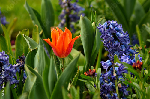 flowers in the garden