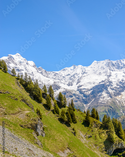 View of beautiful landscape in the Alps with fresh green meadows and snow-capped mountain tops in the background on a sunny day with blue sky and clouds in springtime.