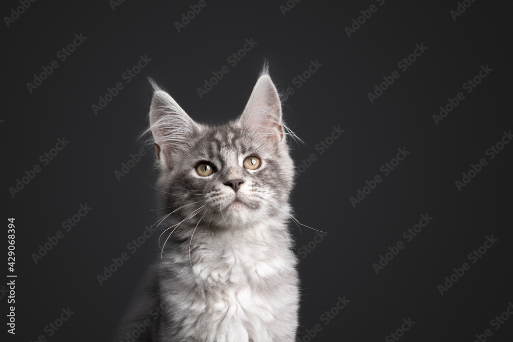 curious silver tabby maine coon kitten portrait on gray background