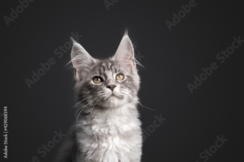 curious silver tabby maine coon kitten portrait on gray background © FurryFritz