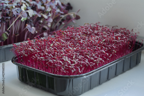 Pink sprouts of amaranth microgreens in a black substrate on the windowsill. Germination of microgreen seeds by the hydroponic method on a jute substrate. Healthy food concept, food trend, diet food