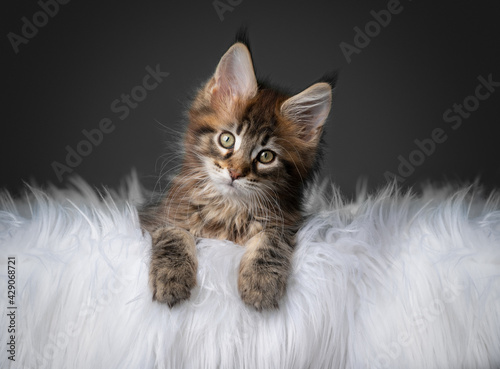 Fototapeta cute tabby maine coon kitten resting on comfortable white fur looking at camera